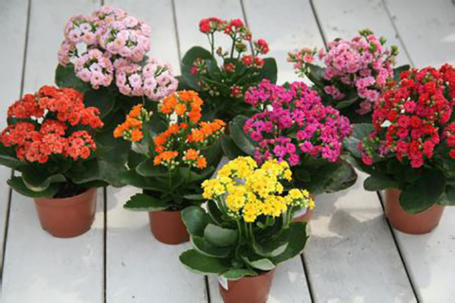 長(zhǎng)壽花.jpg