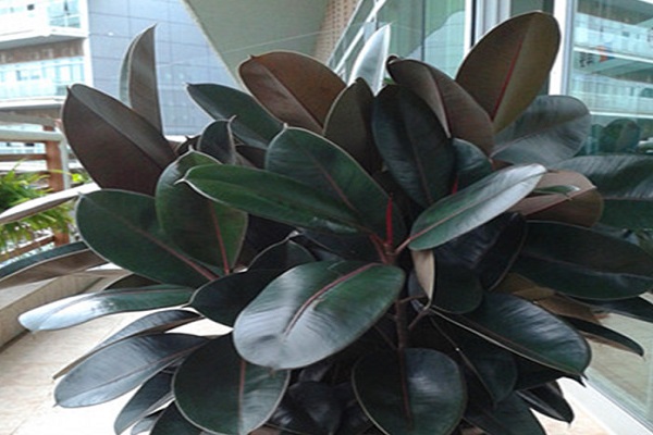 皮?wi)叶子下垂怎么? title=