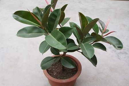 漂亮的橡皮树(wi)