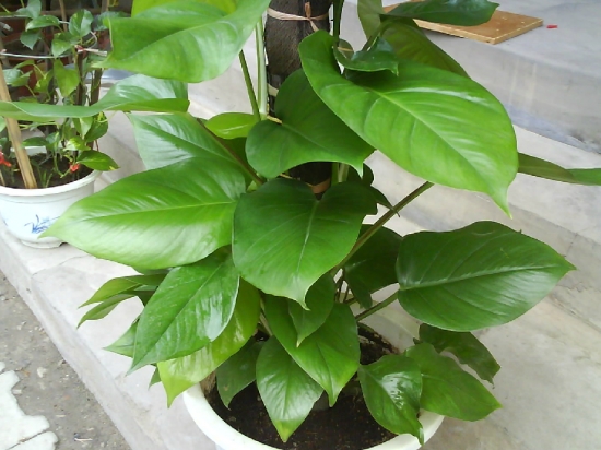 长势良好的大叶绿? class= 长势良好的大叶绿? style=