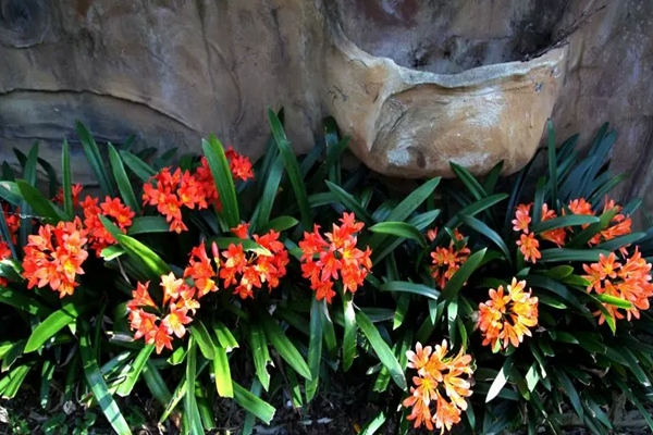 �q�花农村遍地都是�Q�城里�h却当个宝�Q�乡下�{一圈，省下大笔买花钱！