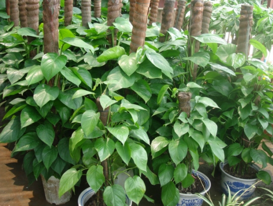 大叶l萝L? class= 大叶l萝L? style=