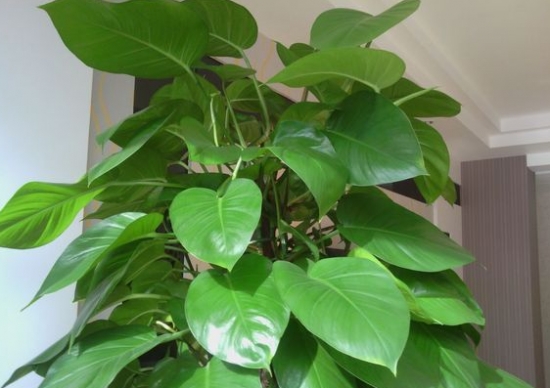 绿的大叶绿? class= 绿的大叶绿? width=