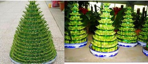 水养富贵竹养D方法与注意事项