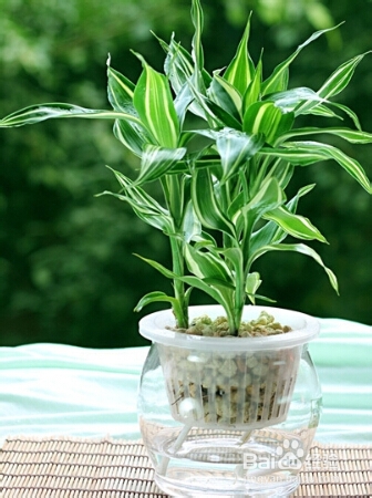 水养富贵竹养D方法与注意事项