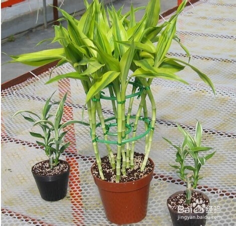 水养富贵竹养D方法与注意事项