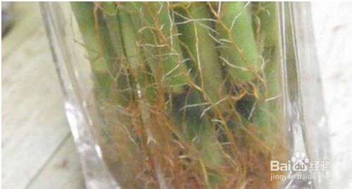 水养富贵竹养D方法与注意事项