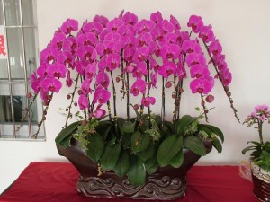 蝴蝶兰的��L���Ҏ(gu��)��