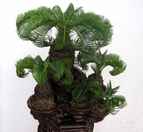 è‹é“ã€é“æ ?w¨¨i)ã€å‡¤ž®¾è•‰çš„å…»ŒD–方法åŠ(qi¨¢ng)注æ„事项