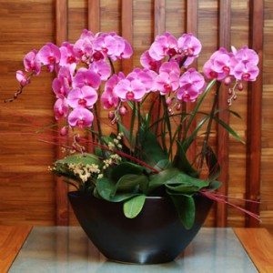 蝴蝶兰的��L���Ҏ(gu��)��和注意事��? width=