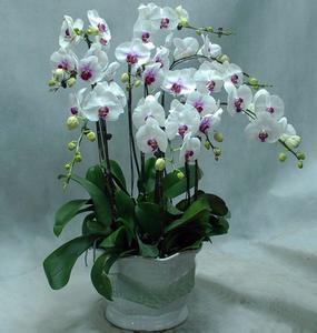 蝴蝶兰怎么�? width=