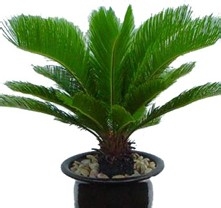 è‹é“ã€é“æ ?w¨¨i)ã€å‡¤ž®¾è•‰çš„å…»ŒD–方法åŠ(qi¨¢ng)注æ„事项