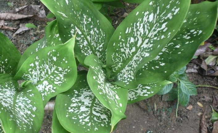 花å¶ä¸‡å¹´é? alt=