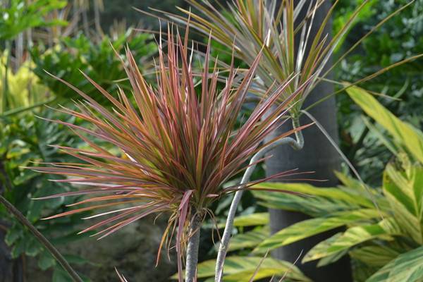 三色千年木的LҎ(gu)和注意事? title=