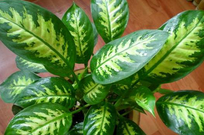 花å¶ä¸‡å¹´é? alt=