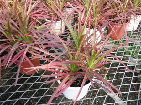 三色千年木的L注意事项 三色千年木的L注意事项