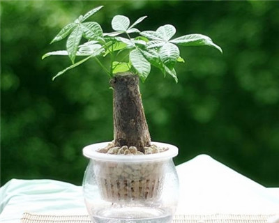 水培发胦(ch)?wi)的LҎ(gu)和注意事? style=