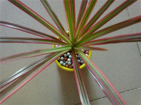 三色千年木的LҎ(gu) 三色千年木的LҎ(gu)