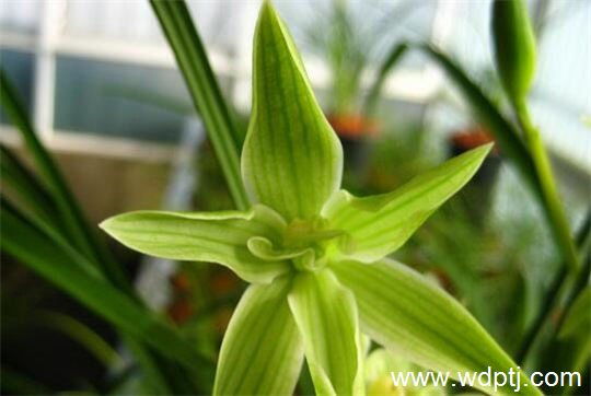 蘭花花盆6