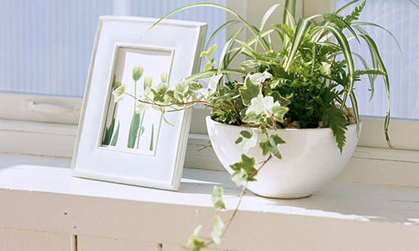 安M么花风水好？